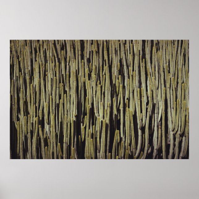 Affiche Papier peint cactus vert (Devant)