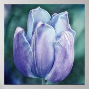 Affiche Papier photo bleu violet Tulip