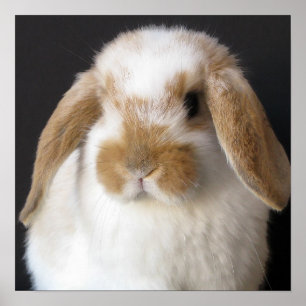 Affiche Papier pour bébé Holland