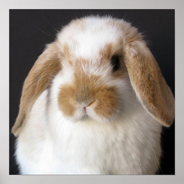 Affiche Papier pour bébé Holland (Devant)