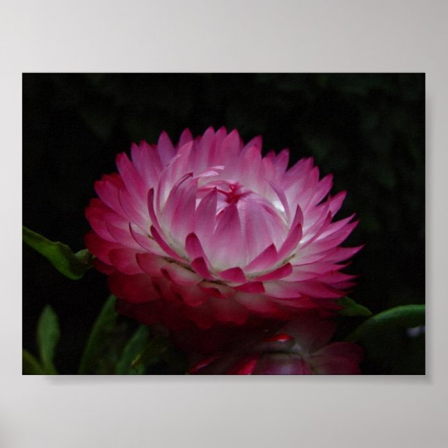 Affiche Papier rose toile de marguerite Imprimer (Devant)