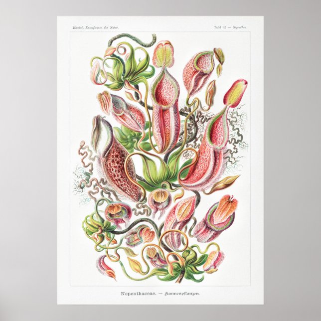 Affiche Papiers d'art Nepenthes (Devant)