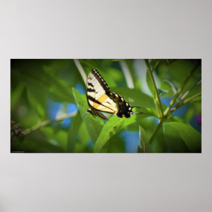 Affiche Papillon,