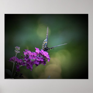 Affiche Papillon,