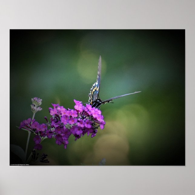 Affiche Papillon, (Devant)