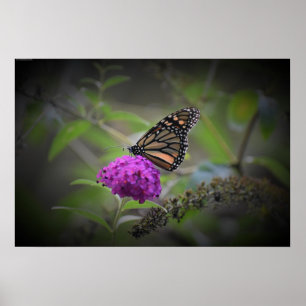 Affiche Papillon,