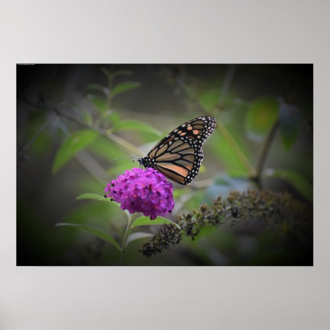 Affiche Papillon, (Devant)