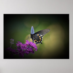 Affiche Papillon,