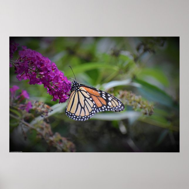 Affiche Papillon, (Devant)