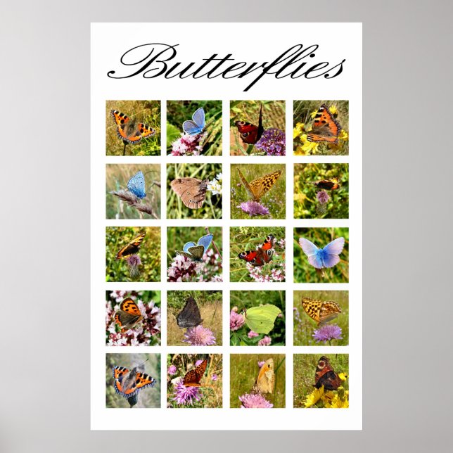 Affiche papillon (Devant)
