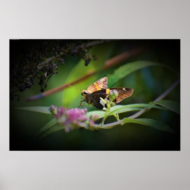 Affiche Papillon, (Devant)