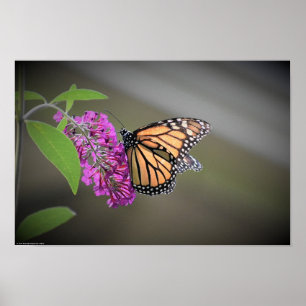 Affiche Papillon,