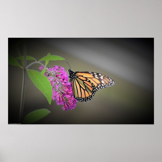 Affiche Papillon, (Devant)