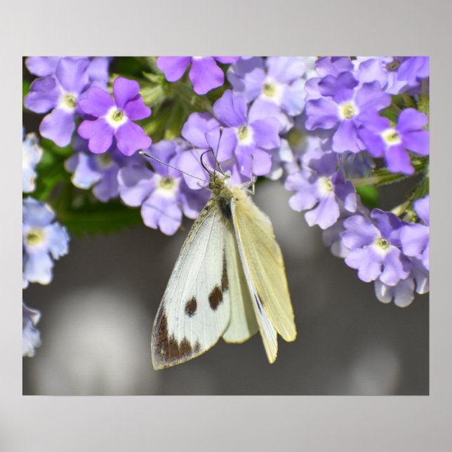 Affiche Papillon (Devant)