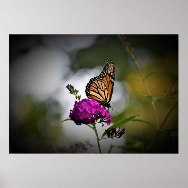 Affiche Papillon, (Devant)