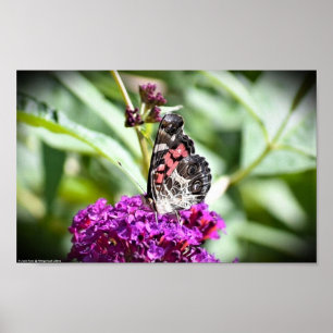 Affiche Papillon,