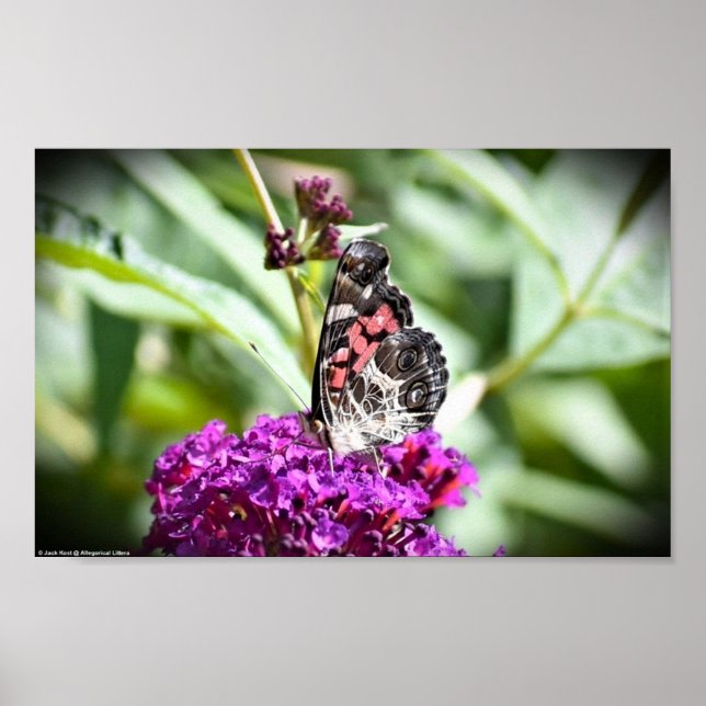 Affiche Papillon, (Devant)
