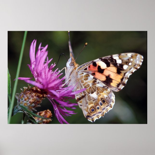 Affiche Papillon (Devant)