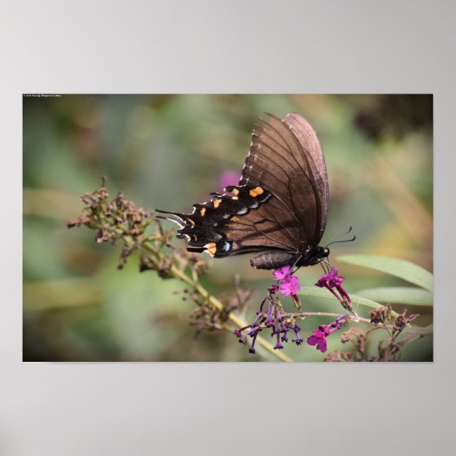 Affiche Papillon, (Devant)
