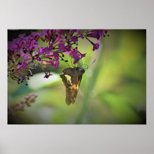 Affiche Papillon,