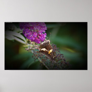 Affiche Papillon,