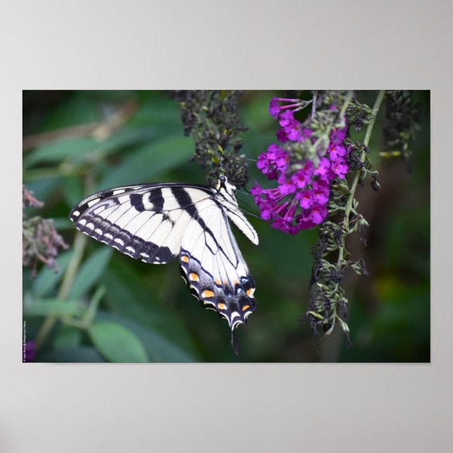 Affiche Papillon, (Devant)