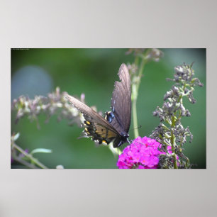 Affiche Papillon,