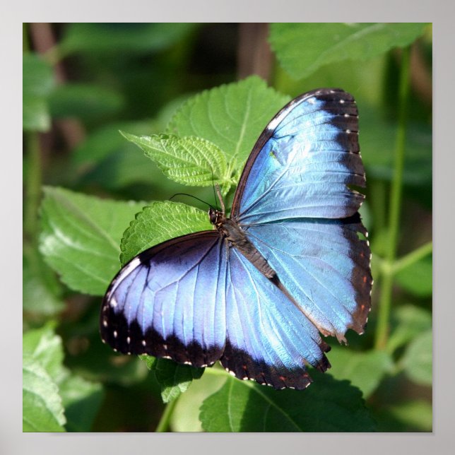 Affiche papillon (Devant)