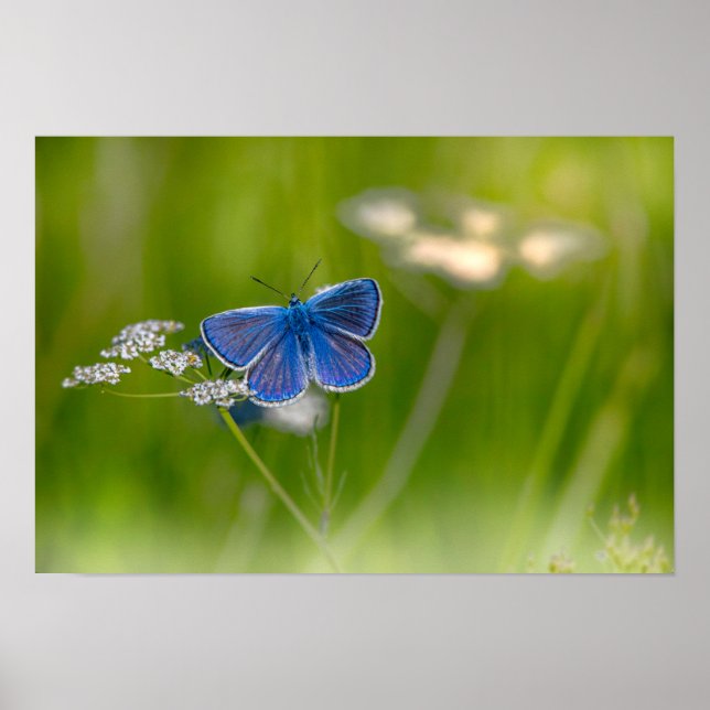 Affiche Papillon (Devant)