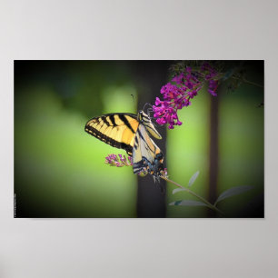 Affiche Papillon,