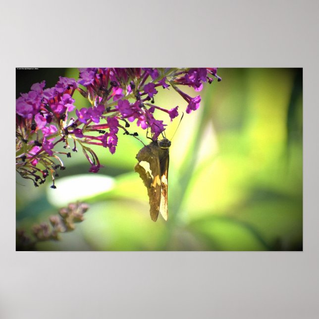 Affiche Papillon, (Devant)