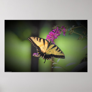 Affiche Papillon,