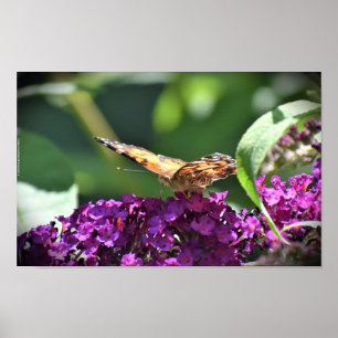 Affiche Papillon,