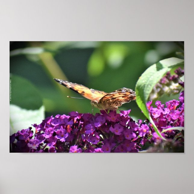 Affiche Papillon, (Devant)