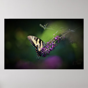 Affiche Papillon,
