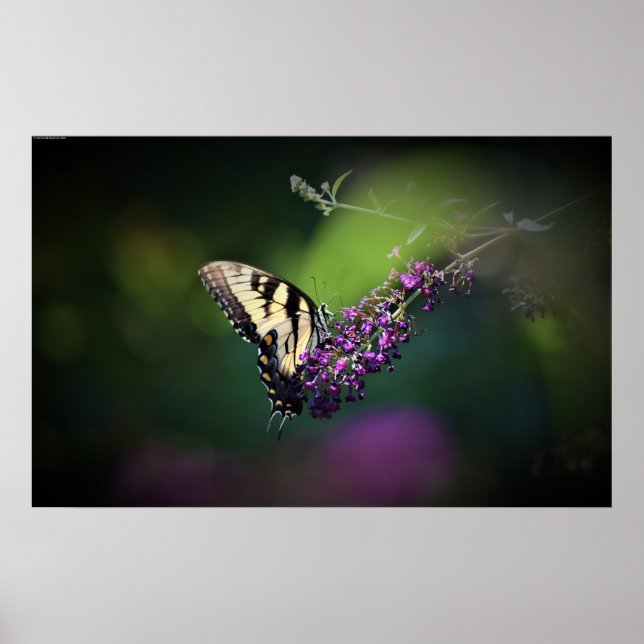 Affiche Papillon, (Devant)
