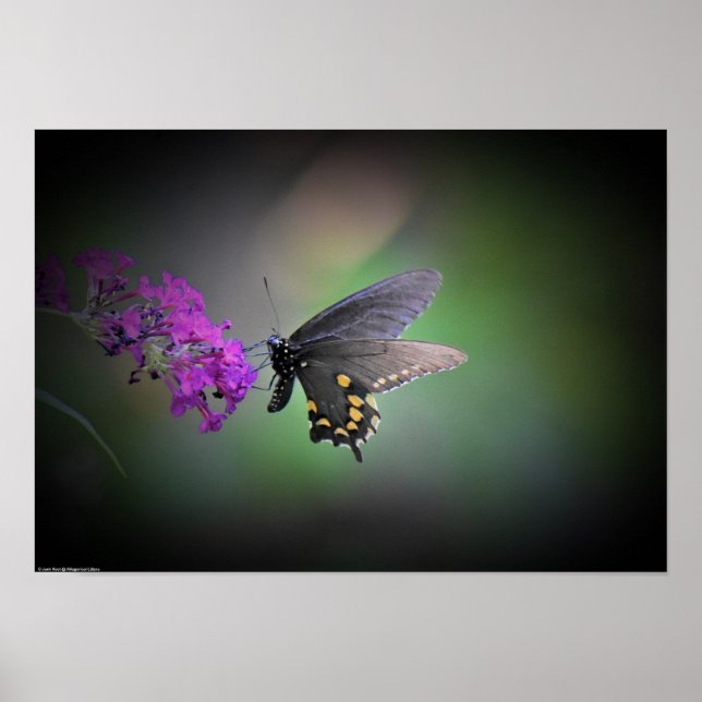Affiche Papillon, (Devant)