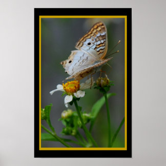 Affiche Papillon302