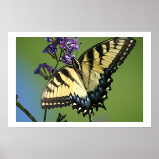 Affiche Papillon 1