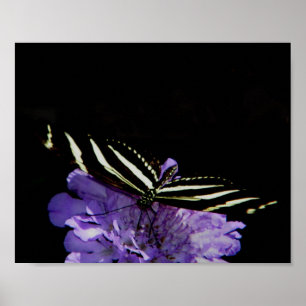 Affiche Papillon à aile longue Zebra