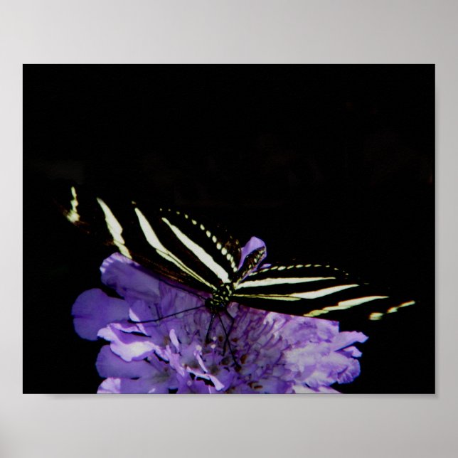 Affiche Papillon à aile longue Zebra (Devant)