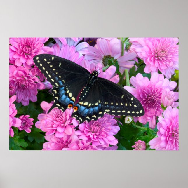 Affiche Papillon à carreaux de Baltimore (Devant)