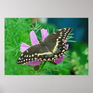 Affiche Papillon à fleurs