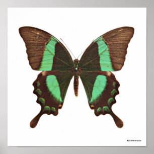 Affiche Papillon à queue blanche