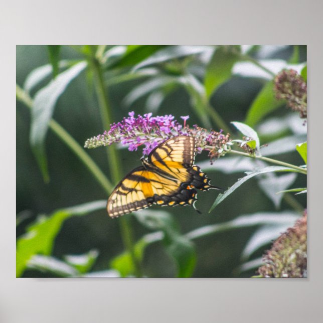 Affiche Papillon à queue sur Buddleia (Devant)
