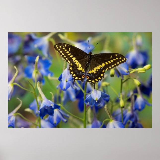 Affiche Papillon à taches quadrillées | Euphydryas Phaeton (Devant)