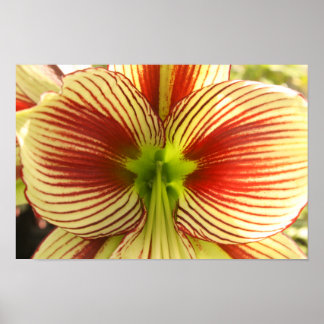 Affiche Papillon Amaryllis