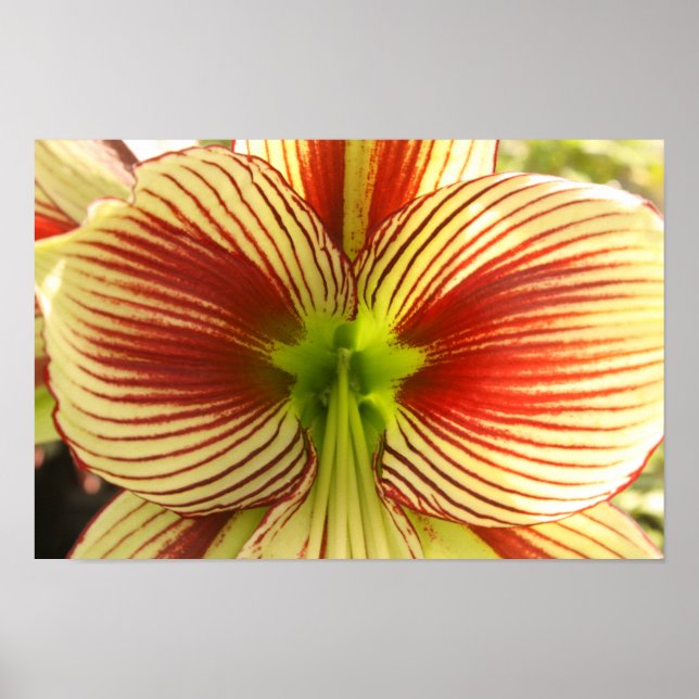 Affiche Papillon Amaryllis (Devant)