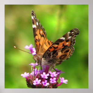 Affiche Papillon américain