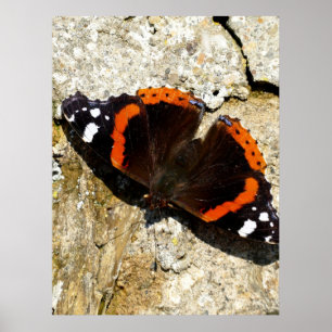 Affiche Papillon - Amiral rouge